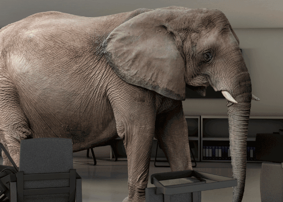 A large elephant in a room